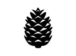 pinecone